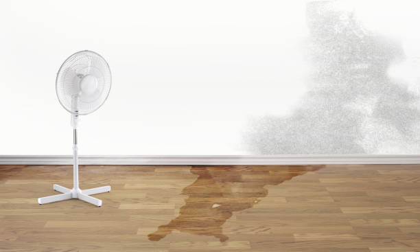 Best Water damage contractors near me  in Mcminnville, TN